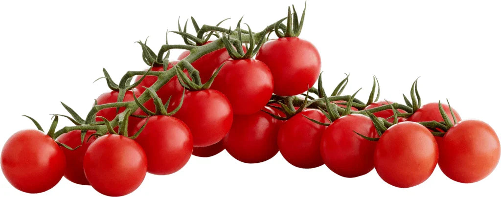Sugar Bomb Cherry Tomato Seeds - Heirloom Organic Non-GMO - 100+ Seeds - Perfect for Home Gardening - Solanum Lycopersicum