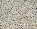 Great Northern Soup Bean Seeds - Fresh Organic Variety - Phaseolus vulgaris - FREE Shipping