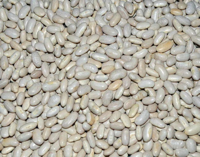 Great Northern Soup Bean Seeds - Fresh Organic Variety - Phaseolus vulgaris - FREE Shipping