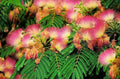 Mimosa Silk Tree Seeds, 50 Count, Fast Growing, Hardy, Showy, Fragrant, Albizia julibrissin