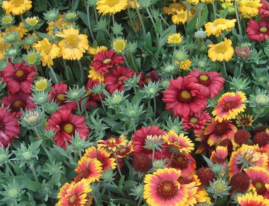 Gaillardia Seeds - Monarch Mix - 25 Pack - Gaillardia aristata