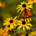 Rudbeckia Seeds - 500+ Pack - Black Eye Susan Perennials - Vibrant Yellow Flowers