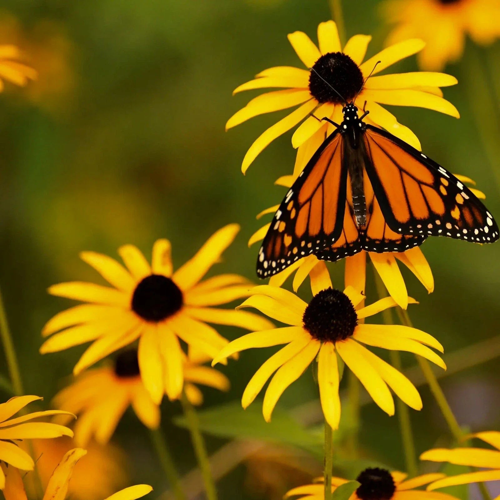 Rudbeckia Seeds - 500+ Pack - Black Eye Susan Perennials - Vibrant Yellow Flowers