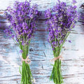 Lavender Seeds 600+ Non-GMO Perennial Lavender (Lavandula angustifolia) USA Grown