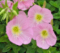 Showy Pink Evening Primrose Seeds - 100 Count - Oenothera speciosa - Pink Flowering Perennial Garden Plant