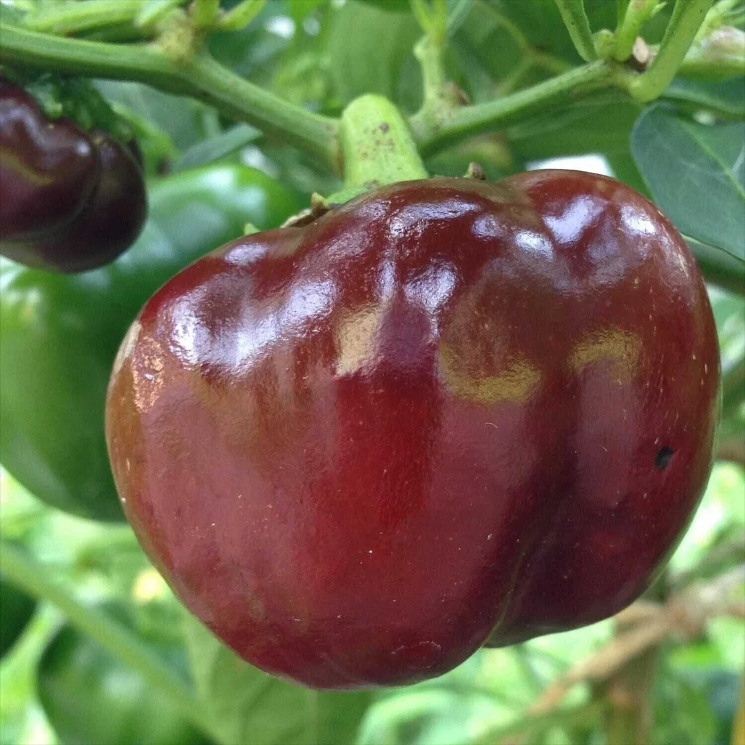 Chocolate Beauty Bell Pepper Seeds - 30+ Non-GMO Heirloom Vegetable Seeds - Capsicum annuum
