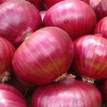 Red Grano Onion Seeds | Heirloom Non-GMO | Vegetable Seed for Garden | Allium cepa