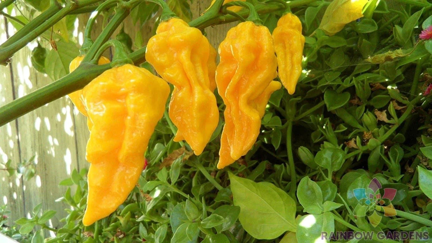 Devil's Tongue Yellow Hot Pepper Seeds - 25+ Count - Capsicum chinense - Perfect for Garden Growing