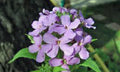 Dame's Rocket Seeds 100+ Freshly Harvested - Hesperis matronalis - Wildflower Seeds for Gardens and Pollinator Attraction