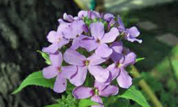 Dame's Rocket Seeds 100+ Freshly Harvested - Hesperis matronalis - Wildflower Seeds for Gardens and Pollinator Attraction