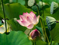 Lotus Seeds - 15 Pack for Koi Ponds, Water Gardens, Bonsai - Nymphaea Species