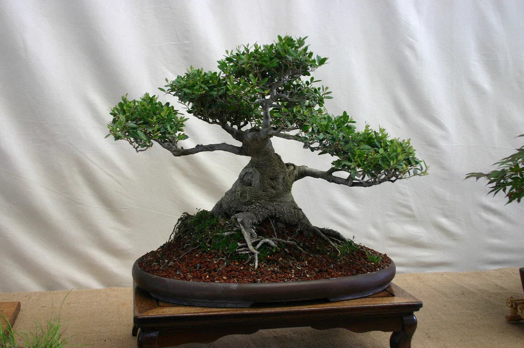 Yaupon Holly Seeds, 25 Count, Ilex Vomitoria, Native Shrub, Drought-Resistant, Evergreen Foliage, Landscaping Plants