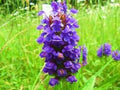 Heal All Seeds - 50 Fresh Prunella Vulgaris Seeds - Medicinal Herb, Easy to Grow, Free USA Shipping
