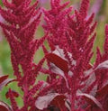 Love-Lies-Bleeding Seeds, 100 Seeds, Red Spike, Burgundy, Amaranthus Cruentus