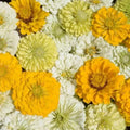 Lemon Meringue Zinnia Mix Seeds - 100 Organic Seeds - Colorful Annual Flower Mix - Zinnia elegans - USA Grown, Ships Free