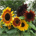 Autumn Beauty Sunflower Seeds - 100+ Non-GMO Organic Seeds - Helianthus annuus