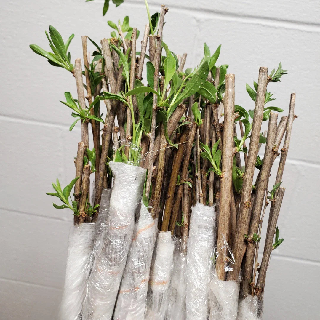 Goji Berry 7 Unroot Cuttings - Easy to Grow - Lycium barbarum - Perfect for Home Garden or Container Planting