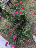 Seven Sisters Rose Cuttings (6) 10-Inch, Rosa Multiflora, Perennial Climbing Rose Variety