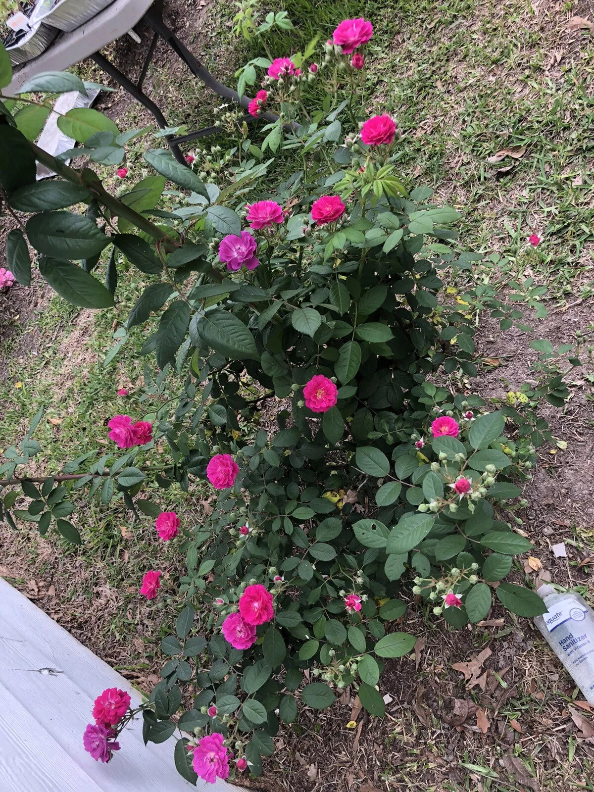 Seven Sisters Rose Cuttings (6) 10-Inch, Rosa Multiflora, Perennial Climbing Rose Variety