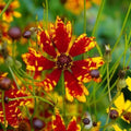Coreopsis Seeds - 200 Non-GMO Dwarf Radiant Tiger Flower Seeds - Deer/Rabbit Resistant (Coreopsis radiata)