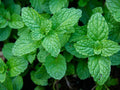 Organic Garden Mint Bush, Bare Root Culinary Herb, Fresh Food Spices, Mentha spicata