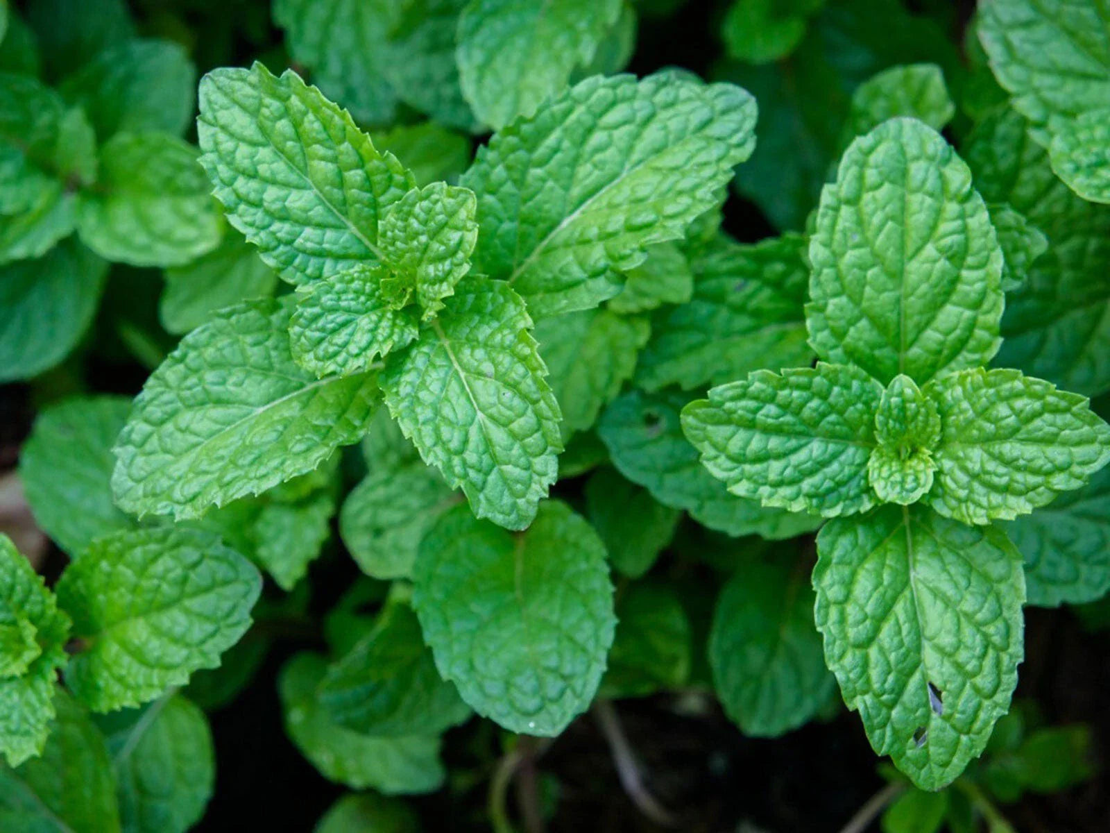 Organic Garden Mint Bush, Bare Root Culinary Herb, Fresh Food Spices, Mentha spicata