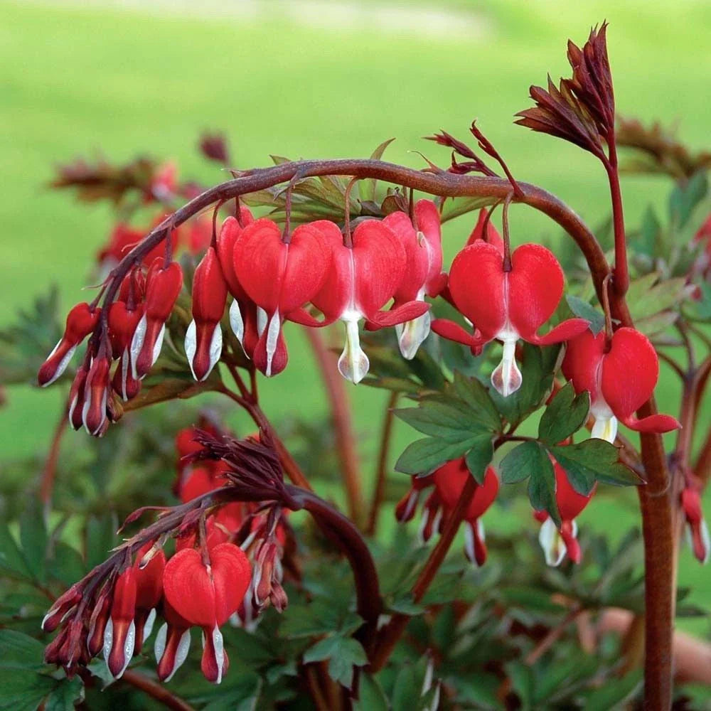 Red Bleeding Heart Seeds - 25 Flower Seeds for Garden - Shade Garden Plants - Dicentra spectabilis - US Seller