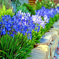 Dwarf Blue Lily of the Nile Seeds - Agapanthus "Peter Pan" - 25 Flower Seeds for House Plant Gardening