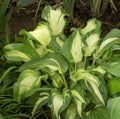 Hosta Plant - Striped Variety - Allegan Fog - Rare and Hard to Find - Ideal for Shade Gardens - Hosta sieboldiana
