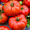 Jersey Tomato Seeds - 10+ Heirloom Beefsteak - Organic NON-GMO - Solanum lycopersicum