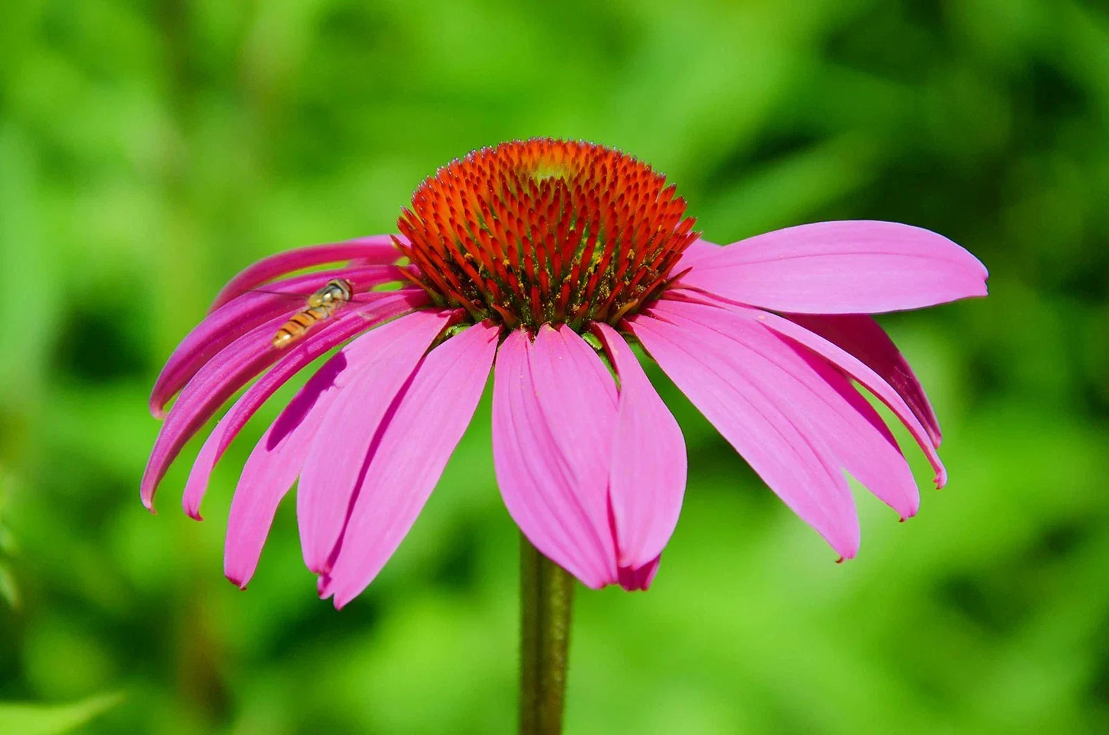 Purple Coneflower Seeds - 250+ Count - Echinacea purpurea - Excellent Butterfly Flower for Planting