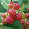 Pink Lemonade Blueberry Plant - Rooted, Self-Pollinating, Vaccinium corymbosum, Zones 5-8