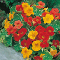 Nasturtium Seeds | Alaska Mix | Edible Flowers & Leaves | Heirloom Non-GMO | 1198