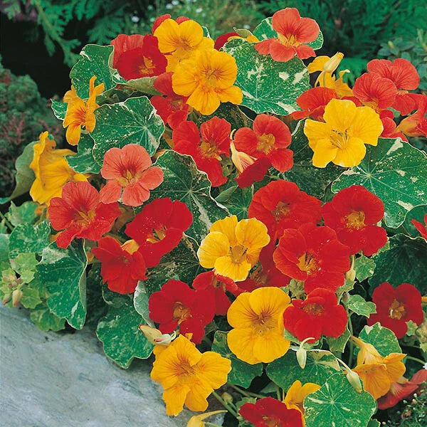 Nasturtium Seeds | Alaska Mix | Edible Flowers & Leaves | Heirloom Non-GMO | 1198