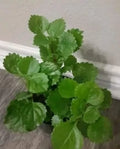 Swedish Ivy Plant with Roots - Ready to Plant - Plectranthus australis - Live Indoor Houseplant, Easy Care Greenery