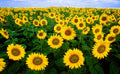 Autumn Beauty Sunflower Seeds, 100 Count, Helianthus annuus Autumn Beauty, Colorful Garden Flowers