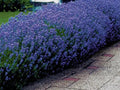 Lavender Seeds 50 Count - English Lavender for Perfumes, Air Fresheners, Dried Arrangements (Lavandula angustifolia)