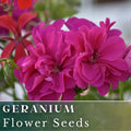 Geranium Seeds - 100+ Berry Quartz - Fragrant Fresh Flower Seeds - Non-GMO (Pelargonium)