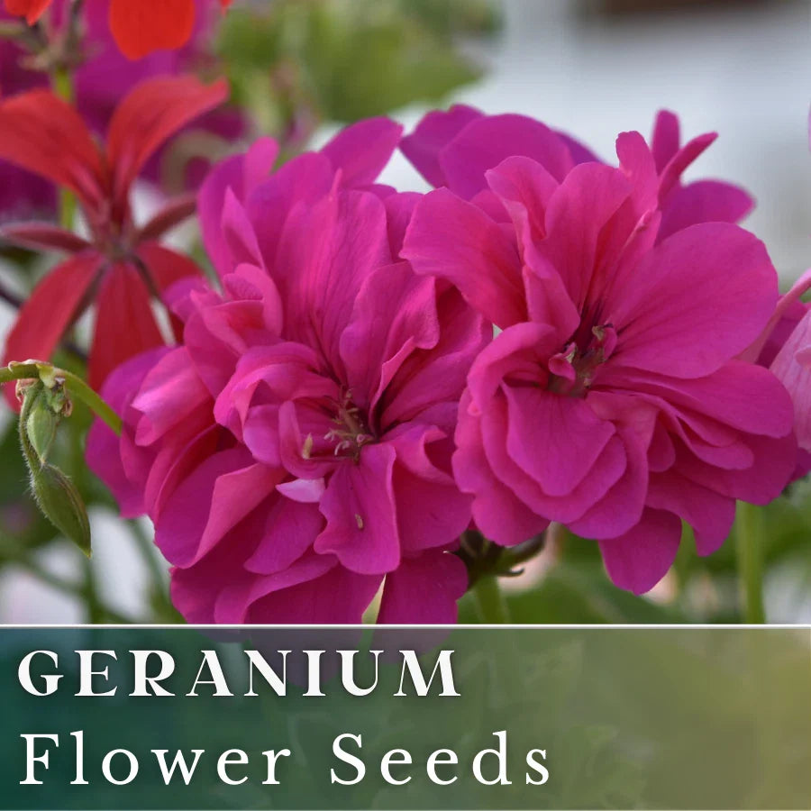 Geranium Seeds - 100+ Berry Quartz - Fragrant Fresh Flower Seeds - Non-GMO (Pelargonium)