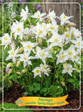 Spring Magic White Columbine Live Bare Root Perennial Plants Set of 2 (Aquilegia) - Early Spring Blooms, Pollinator Friendly