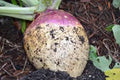 Rutabaga Seeds 500 Count, American Purple Top, Heirloom, Non-GMO, Brassica napus