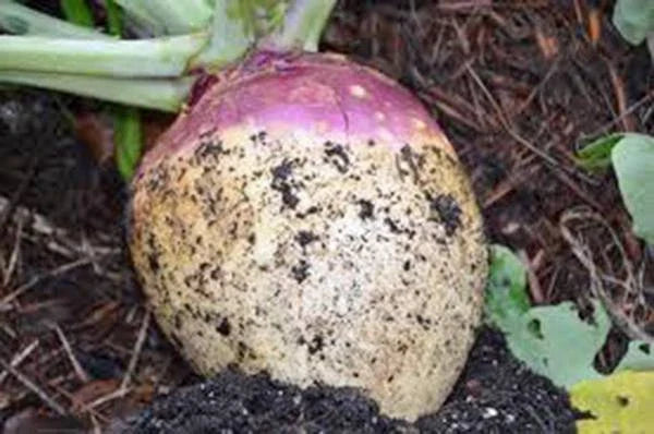 Rutabaga Seeds 500 Count, American Purple Top, Heirloom, Non-GMO, Brassica napus
