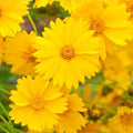 Lanceleaf Coreopsis Seeds - 50+ Bright Yellow Flowers - Coreopsis lanceolata