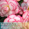 Pearl Aura Begonia Seeds - 45 or 125 Non-GMO Flower Seeds - Decorative Begonia (Begonia) for Home Gardening