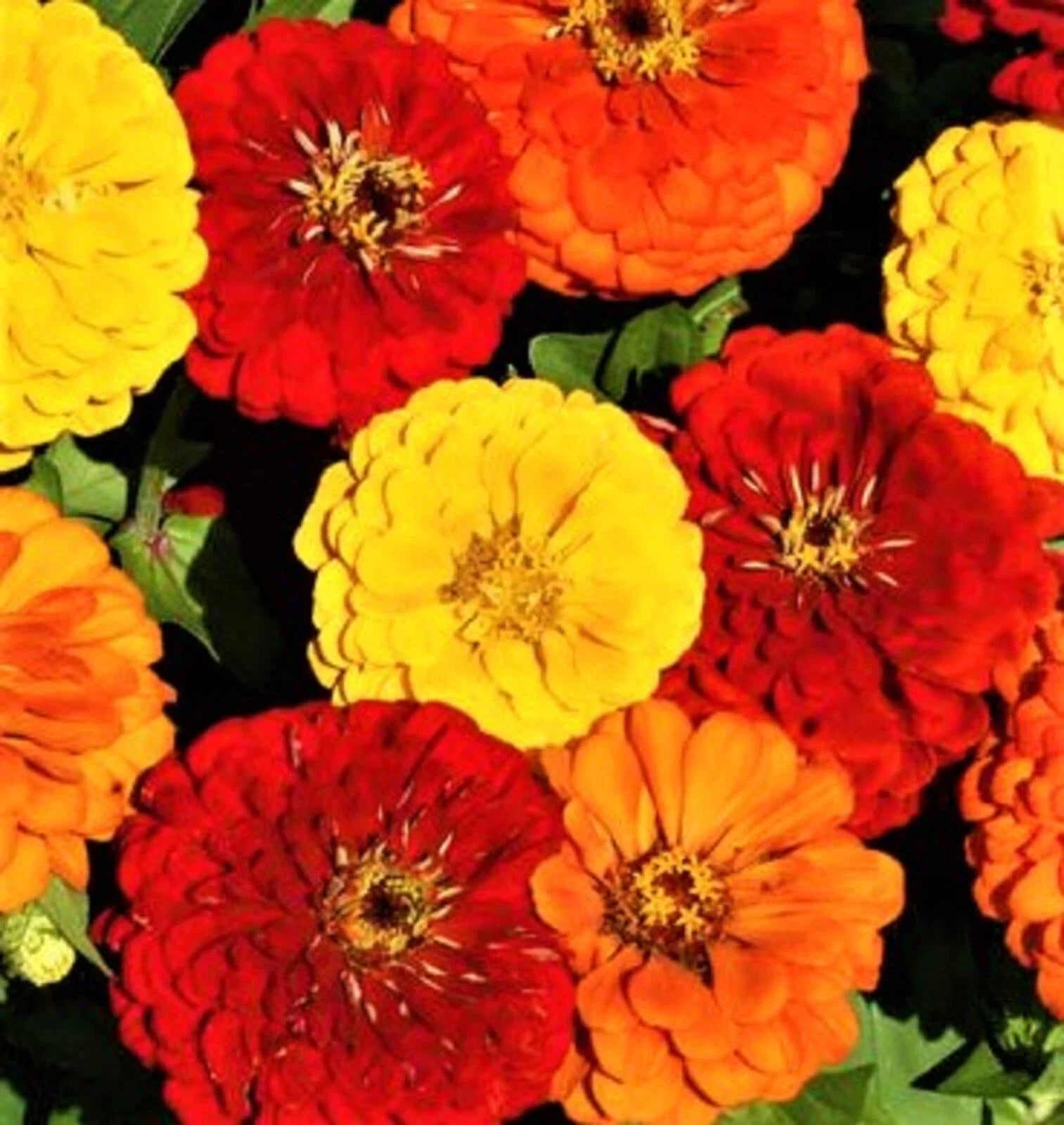Zinnia Seeds - 100+ Beautiful Lava Lamp Variety - Zinnia elegans - Easy to Grow, Colorful Flowers