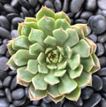 Graptoveria Olivia Succulent Plant 2 Inch - Live Indoor Decor, Drought-Tolerant Houseplant, Echeveria Hybrid
