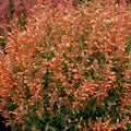 Orange Hyssop Seeds - 100 Pack - Agastache Perennial Flower Seeds - US Seller