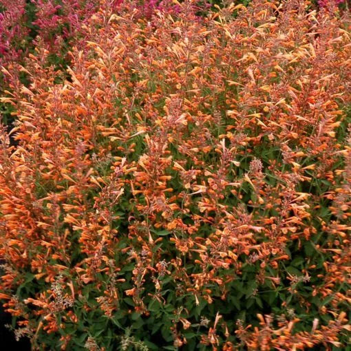 Orange Hyssop Seeds - 100 Pack - Agastache Perennial Flower Seeds - US Seller