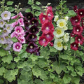 Hollyhock Seeds for Planting, Mixed Colors, 250+ Seeds, Long Blooming Period, Alcea rosea