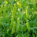 Oregon Sugar Pod Pea Seeds - 50+ Heirloom Non-GMO Sweet & Crisp (Pisum sativum) for Home Gardens 🌱